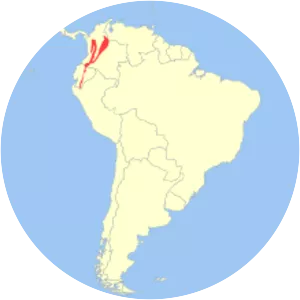 Gray-bellied night monkey