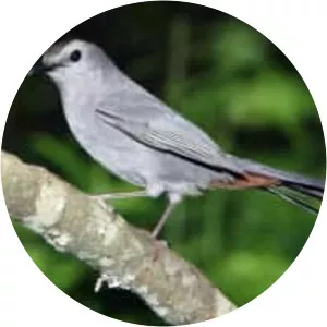 Gray catbird