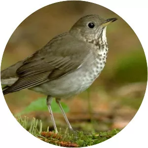 Gray-cheeked thrush - Birds