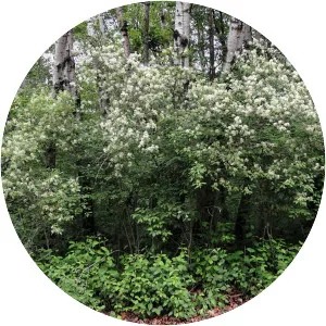 Gray dogwood