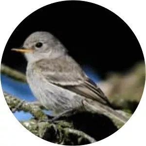 Gray Flycatcher