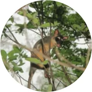 Gray four-eyed opossum