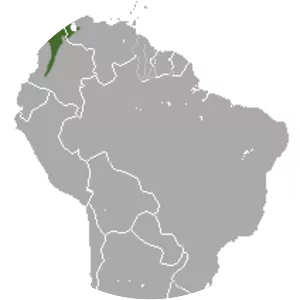 Gray-handed night monkey - Primate