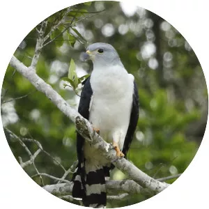 Gray-headed kite