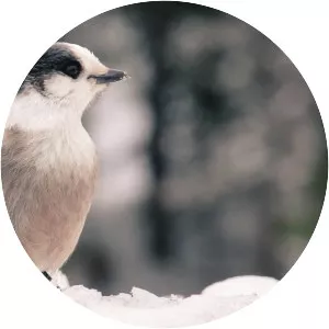 Gray jay