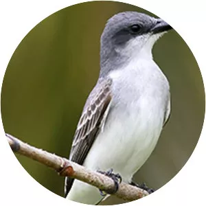 Gray kingbird