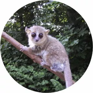 Gray mouse lemur