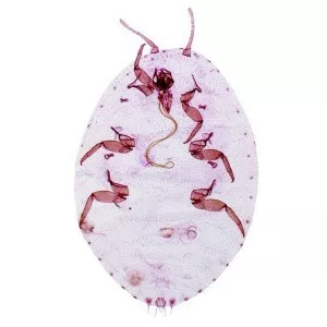 Gray pineapple mealybug - Insect