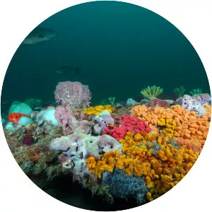 Gray's Reef National Marine Sanctuary - Marine sanctuary in the United States of America