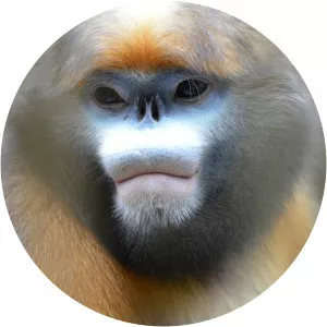 Gray snub-nosed monkey