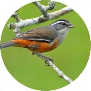 Gray-throated warbling finch