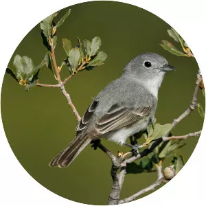 Gray vireo
