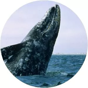 Gray whale