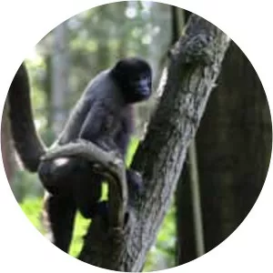 Gray woolly monkey - Primate