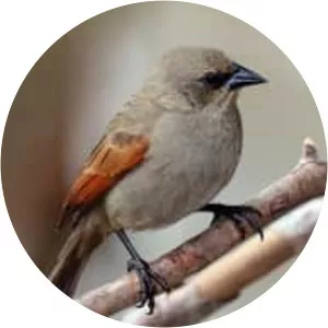 Grayish baywing - Bird