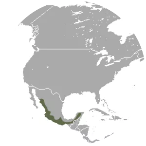 Grayish mouse opossum - 