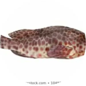 Greasy grouper - Fish