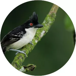 Great antshrike