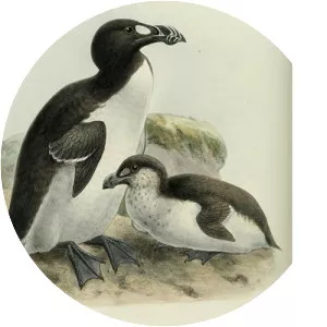 Great auk