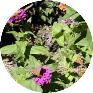 Great Bend Brit Spaugh Zoo - 