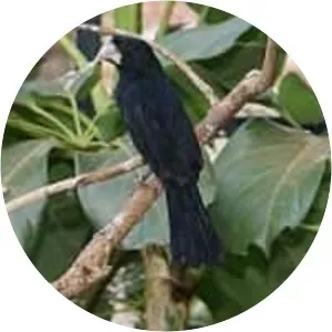 Great-billed seed finch