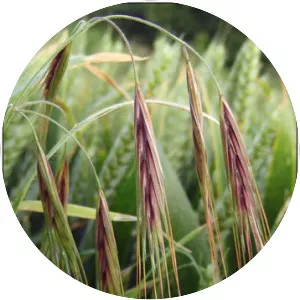 Great brome - Plants