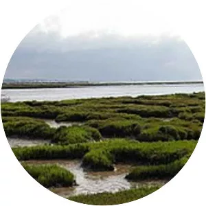 Great Cob Island - Island in England
