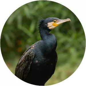 Great cormorant