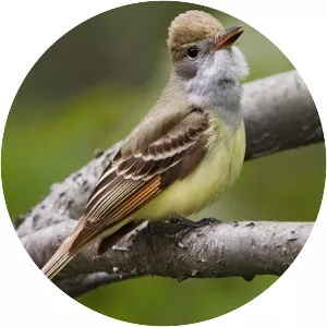 Great crested flycatcher