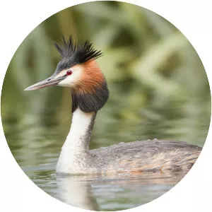 Great crested grebe
