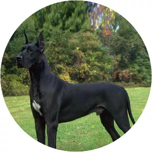 Great Dane