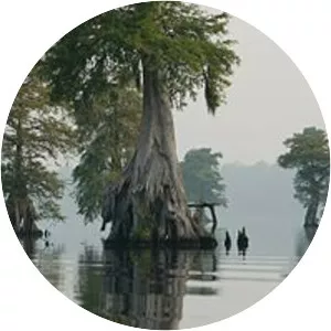Great Dismal Swamp - 
