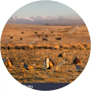 Great Divide Basin - 