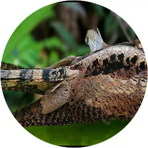 Great eared nightjar