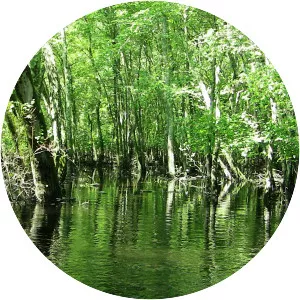 Great Egg Harbor River - River in New Jersey