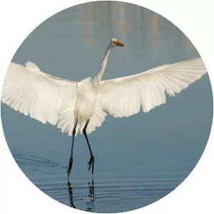Great egret