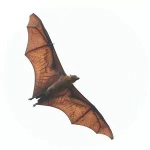 Great flying fox