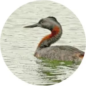 Great grebe