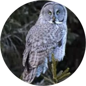 Great grey owl