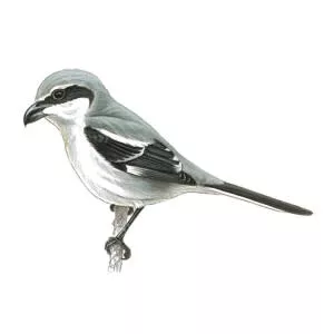 Great grey shrike