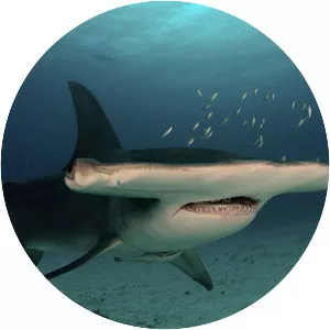 Great hammerhead - Shark
