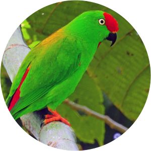 Great hanging parrot - Birds