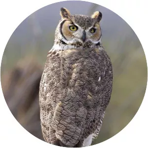 Great horned owl
