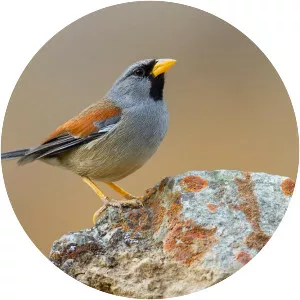 Great Inca finch