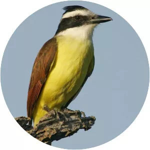 Great kiskadee