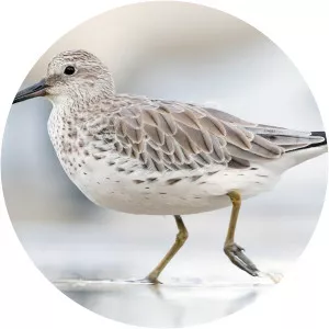 Great knot - Birds