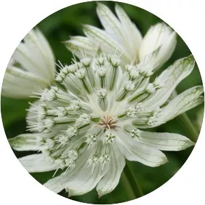 Great masterwort - Plants