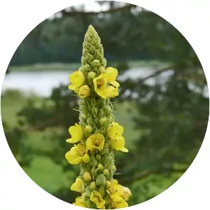 Great mullein - Plants