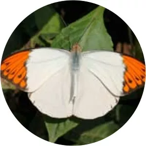 Great orange tip
