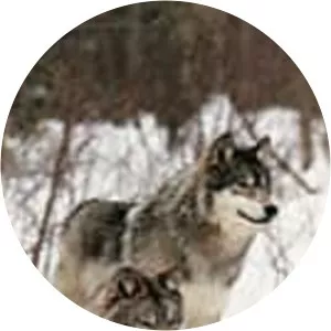 Great Plains wolf - Animal